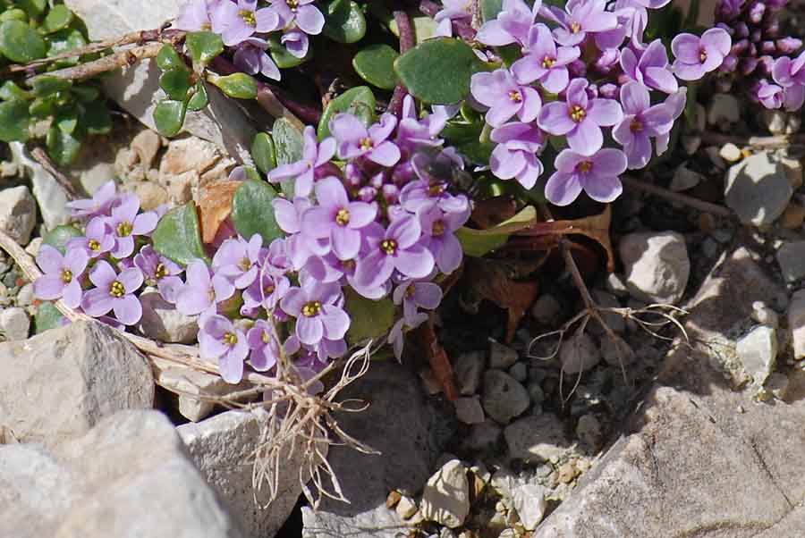Noccaea rotundifolia (=Thlaspi rotundifolium) / Tlaspi a foglie rotonde